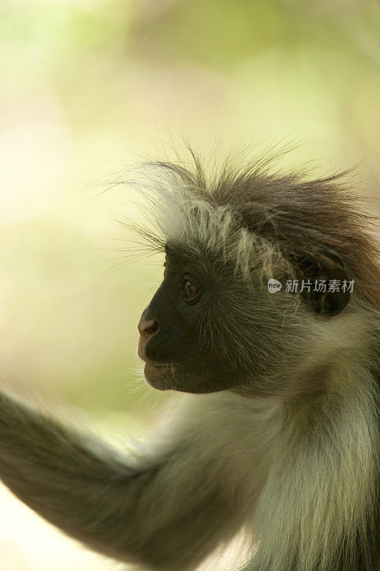 在坦桑尼亚桑给巴尔的Jozani森林保护区，Kirk的红疣猴(Procolobus kirkii)正在撒尿